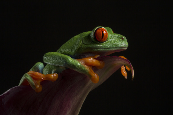 Photograph Angi Wallace Red Eyed Tree Frog on One Eyeland