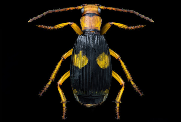 Photograph Khalid Faraj Wdaihi Pheropsophus Africanus on One Eyeland