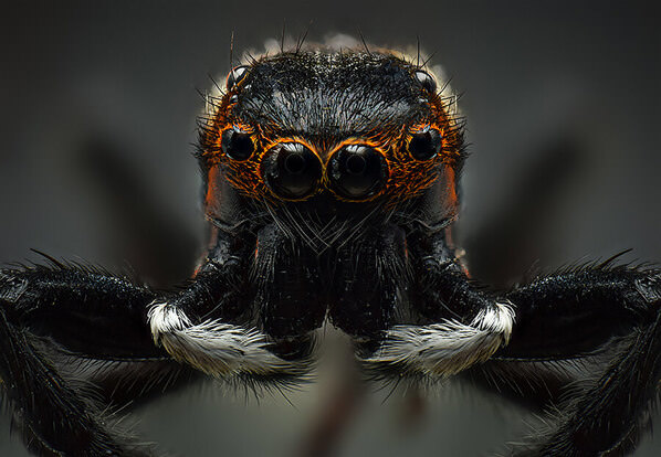 Photograph Khalid Faraj Wdaihi Jumping Spiders on One Eyeland