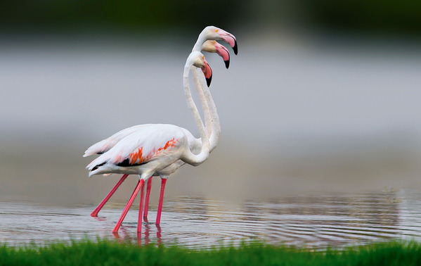 Photograph Khalid Faraj Wdaihi Consistency on One Eyeland