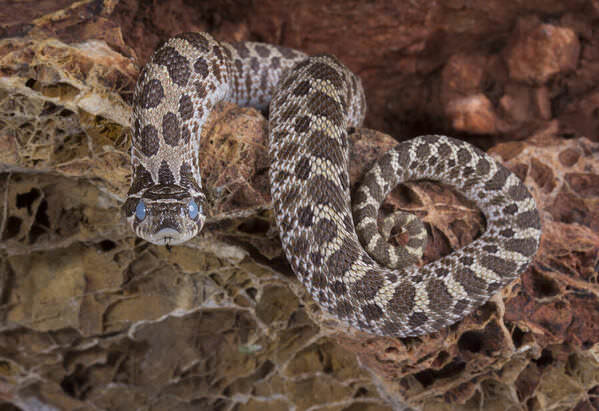 Photograph Angi Wallace Hognose Snake on One Eyeland