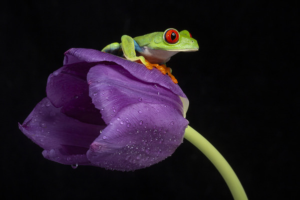 Photograph Angi Wallace Red Eyed Tree Frog on One Eyeland