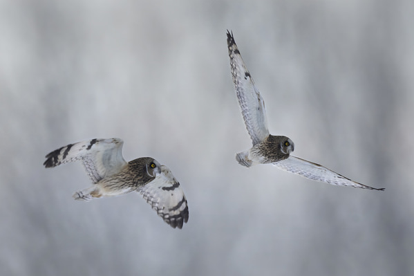 Photograph Tin Sang Chan Two Short Eared Owl In Flight on One Eyeland