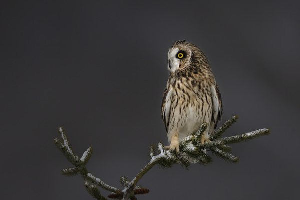 Photograph Tin Sang Chan Short Eared Owl on One Eyeland