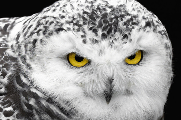 Photograph Tin Sang Chan Snowy Owl Starting on One Eyeland