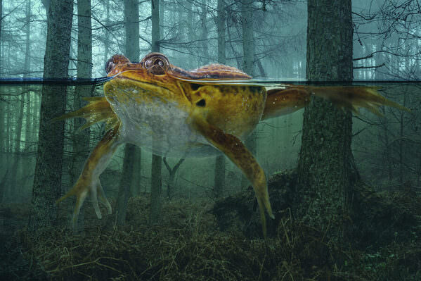 Photograph Angi Wallace Wood Frog on One Eyeland