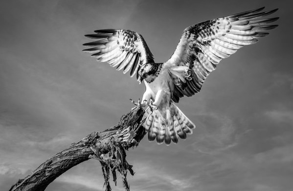 Photograph Khalid Faraj Wdaihi Osprey on One Eyeland