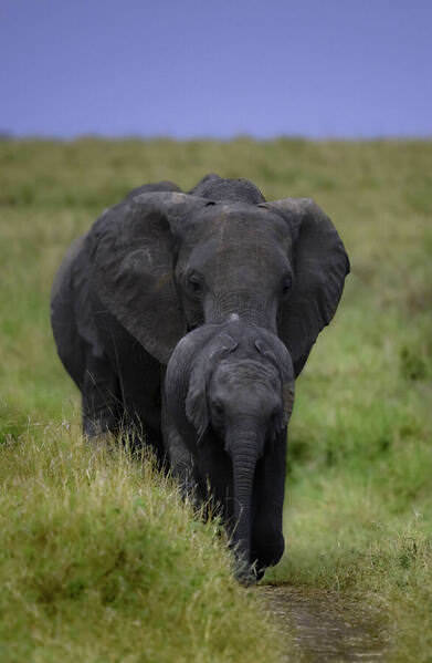 Photograph Vignesh Ramachandran Elephant And The Calf on One Eyeland