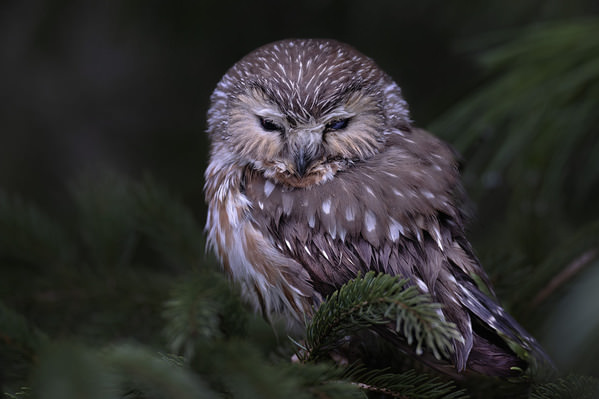 Photograph Tin Sang Chan Northern Saw Whet Owl on One Eyeland