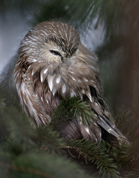 Photograph Tin Sang Chan Northern Saw Whet Owl on One Eyeland