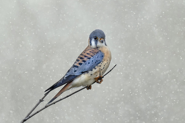 Photograph Tin Sang Chan American Kestrel on One Eyeland