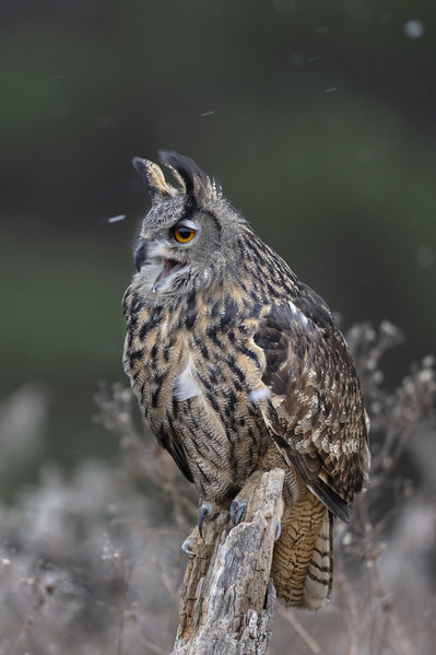 Photograph Tin Sang Chan Eurasian Eagle Owl on One Eyeland