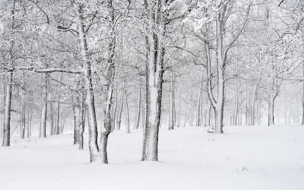 Photograph Evgeny Ivanov Fairy Forest on One Eyeland