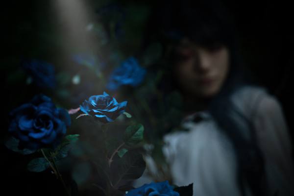 Photograph T Nefeltary Blue Rose on One Eyeland