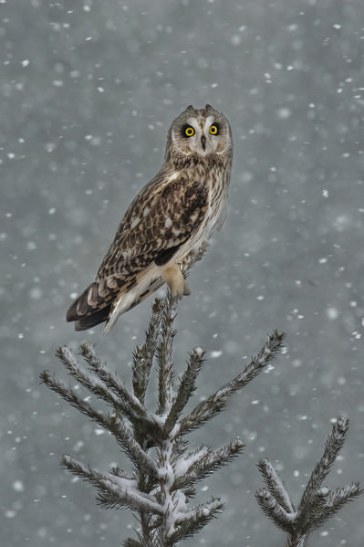Photograph Tin Sang Chan Short Eared Owl On Top Of Pine Tree on One Eyeland