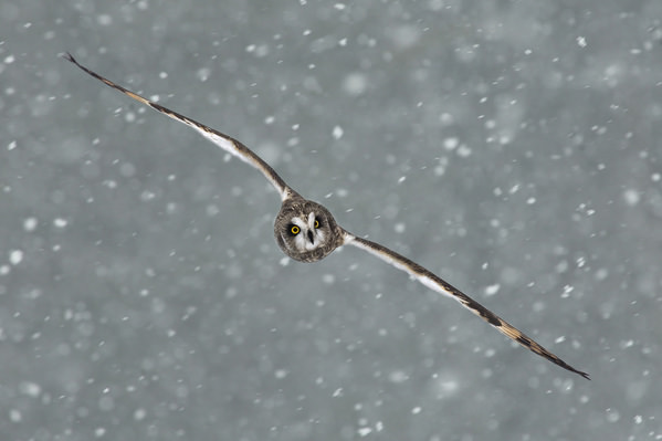 Photograph Tin Sang Chan In Flight Short Eared Owl In Snow on One Eyeland