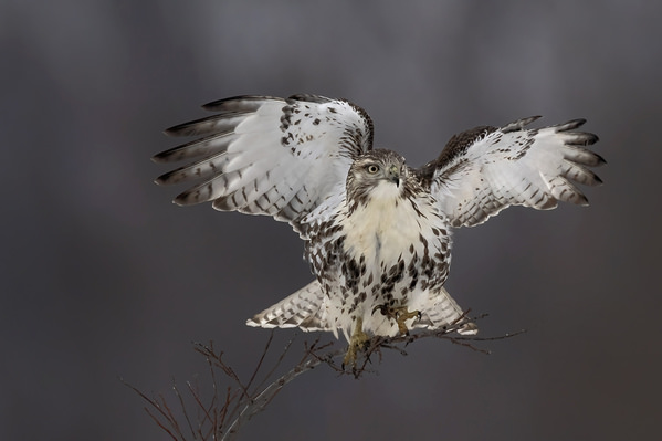 Photograph Tin Sang Chan Landing Red Tailed Hawk on One Eyeland