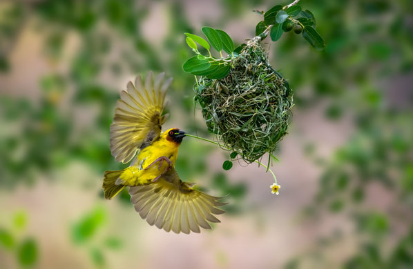 Photograph Khalid Faraj Wdaihi Rueppells Weaver on One Eyeland