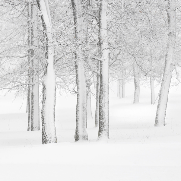 Photograph Tatiana Biriukova White Forest on One Eyeland