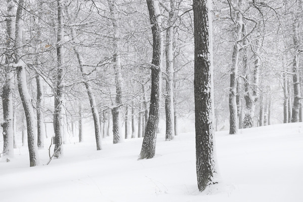 Photograph Tatiana Biriukova White Winter Forest on One Eyeland