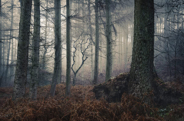 Photograph Angi Wallace Eerie Woods on One Eyeland