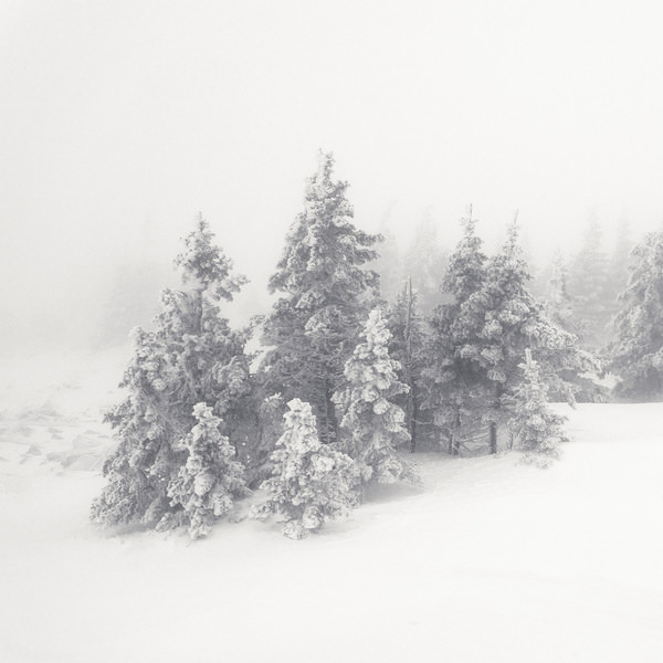 Photograph Tatiana Biriukova Christmas Trees on One Eyeland