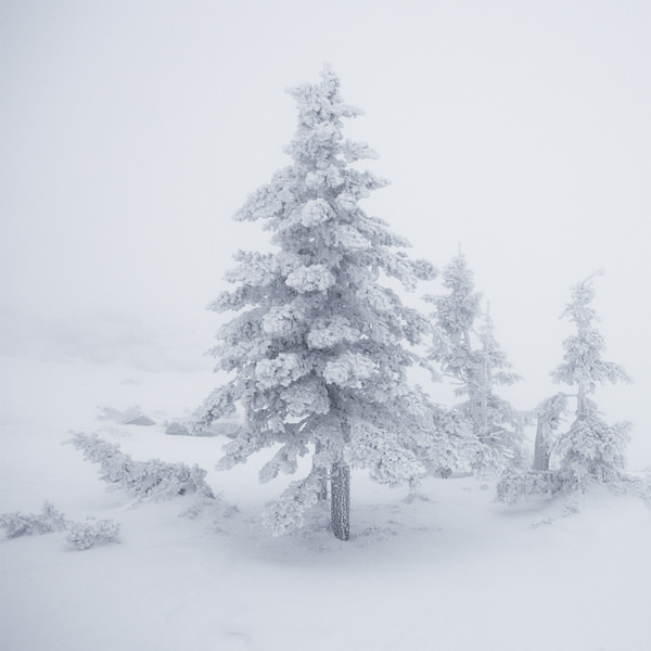 Photograph Tatiana Biriukova Christmas Tree on One Eyeland