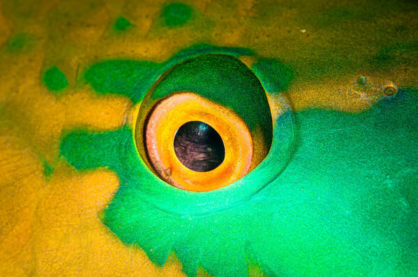 Photograph Csaba Tokolyi Eye on One Eyeland