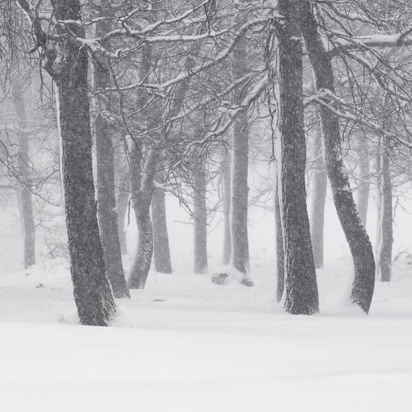 Photograph Tatiana Biriukova Snowy Forest on One Eyeland