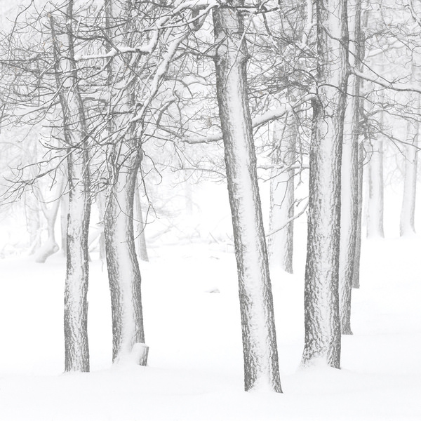 Photograph Tatiana Biriukova White Winter Forest on One Eyeland
