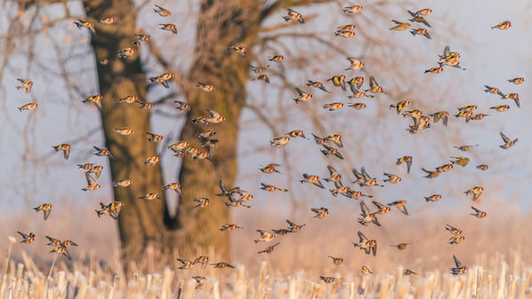 Photograph Damian Stopczynski Goldfinch on One Eyeland