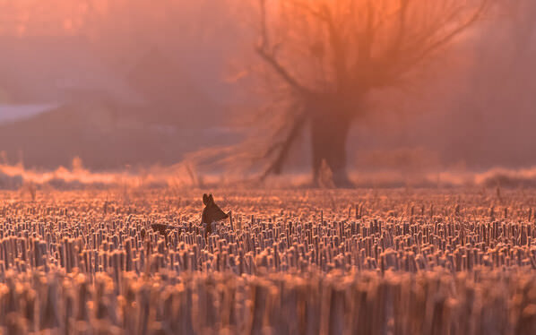 Photograph Damian Stopczynski Early Morning on One Eyeland