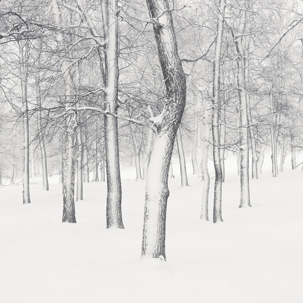 Photograph Tatiana Biriukova White Winter Forest on One Eyeland