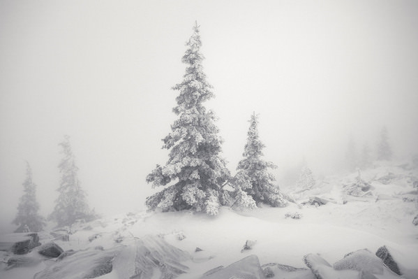Photograph Tatiana Biriukova Two Christmas Trees on One Eyeland