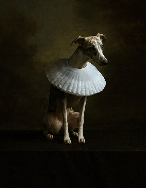 Photograph Teemu Andreas Lightning Rag Dog on One Eyeland