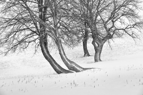 Photograph Evgeny Ivanov Four Oaks on One Eyeland