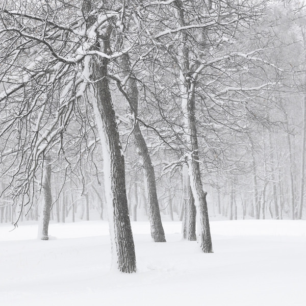 Photograph Tatiana Biriukova Winter Forest on One Eyeland
