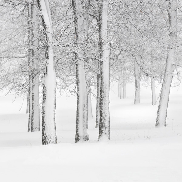 Photograph Tatiana Biriukova Winter Forest on One Eyeland