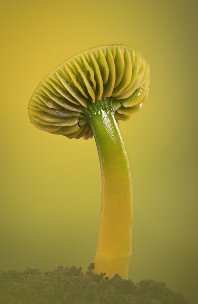 Photograph Angi Wallace Parrot Waxcap on One Eyeland