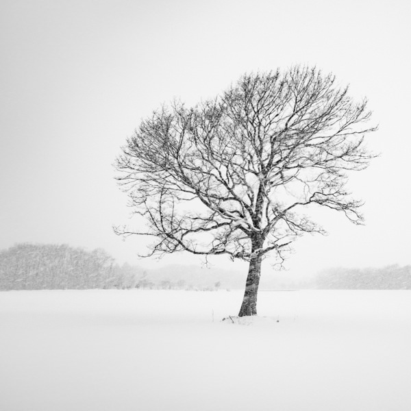 Photograph Kazuyuki Toriumi Lone Tree on One Eyeland