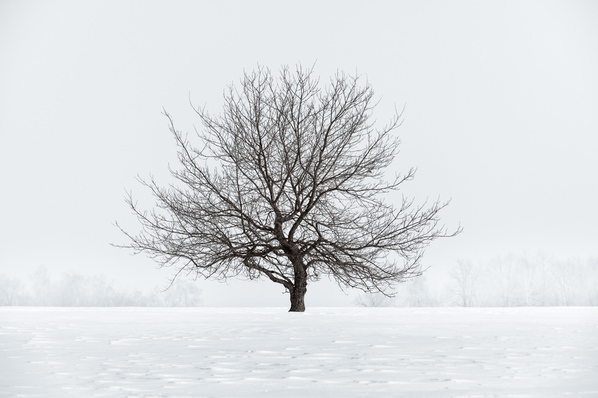 Photograph Evgeny Ivanov In The Field on One Eyeland