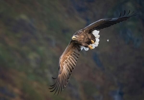 Photograph Stefano Caccia The Missing Feather on One Eyeland