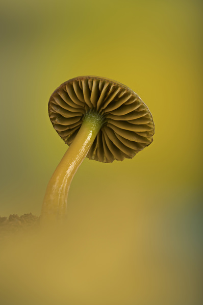 Photograph Angi Wallace The Parrot Waxcap on One Eyeland
