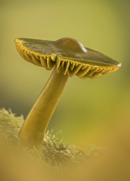 Photograph Angi Wallace Parrot Waxcap on One Eyeland