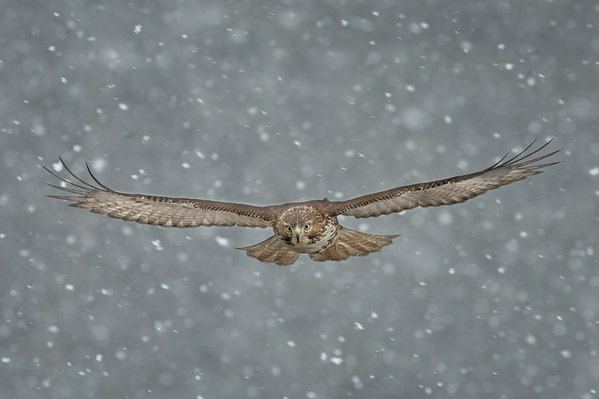 Photograph Tin Sang Chan Red Tail Hawk on One Eyeland