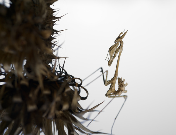 Photograph Panagiotis Dalagiorgos Path Of Thorns on One Eyeland
