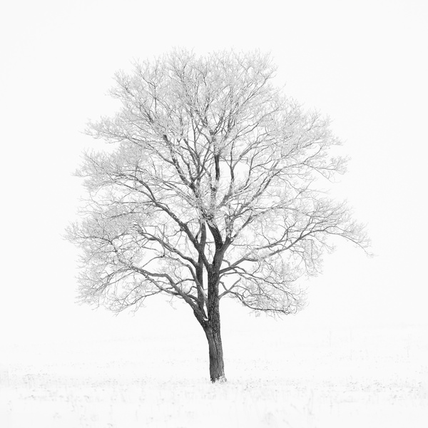 Photograph Evgeny Ivanov Hoarfrost on One Eyeland