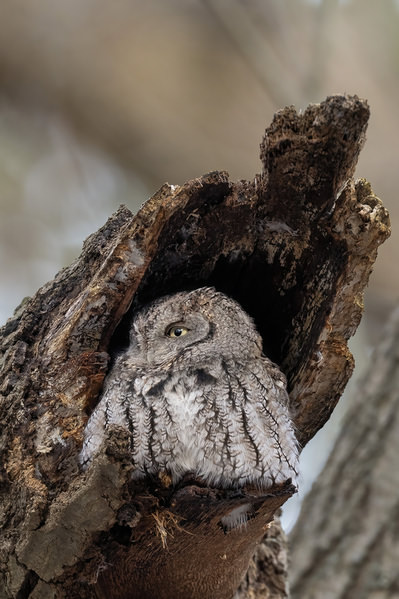 Photograph Tin Sang Chan Eastern Screech Owl on One Eyeland