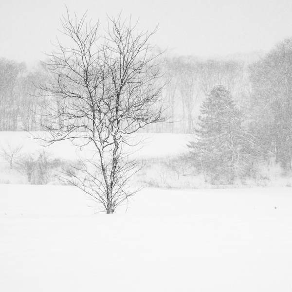 Photograph Kazuyuki Toriumi Lone Tree on One Eyeland