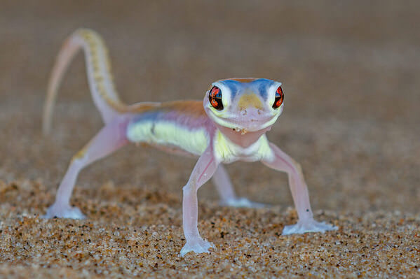 Photograph Johan Jooste Palmato Gecko on One Eyeland